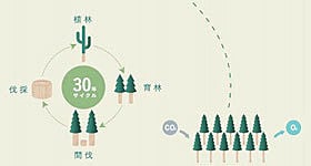 植林・伐採の30年サイクルの図